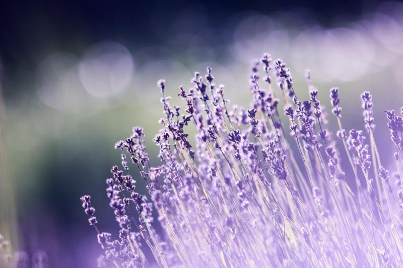 aromatherapy-beautiful-blooming